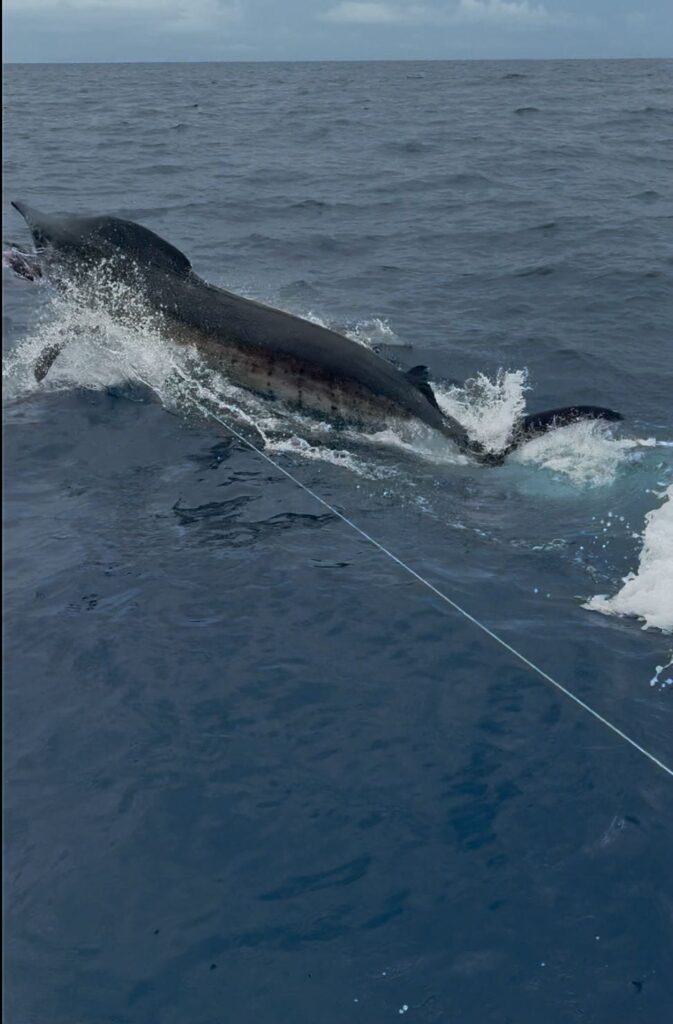record blue marlin catch